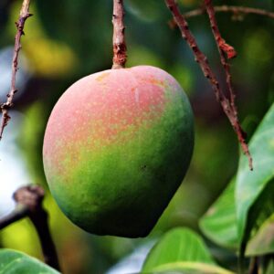 mango, mangifera indica, about ripe-321080.jpg