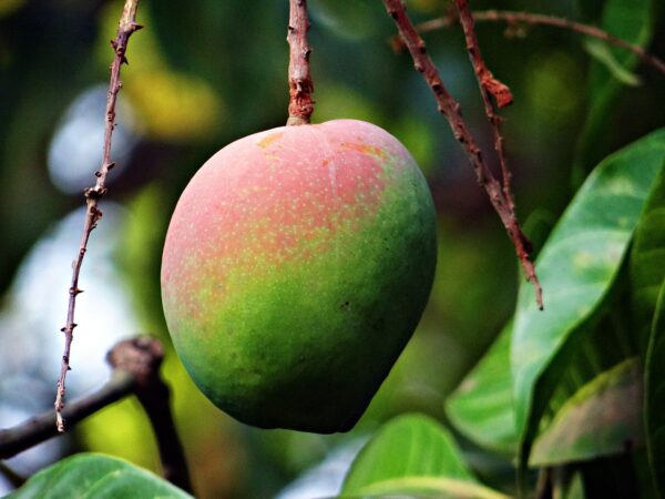 mango, mangifera indica, about ripe-321080.jpg